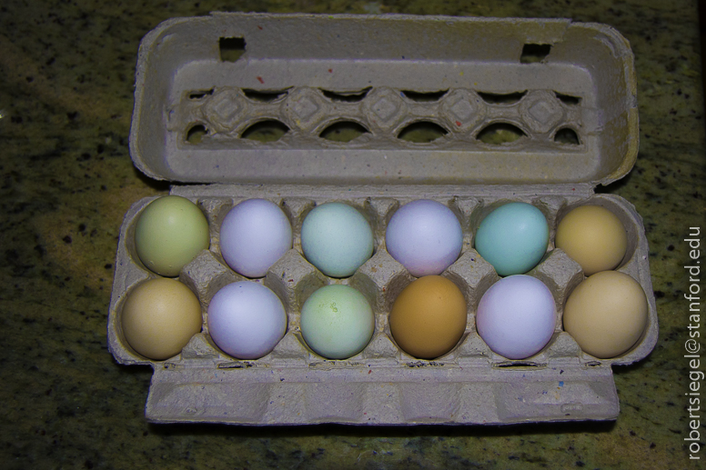 eggs